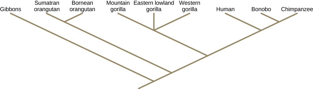 На ілюстрації показано філогенетичне дерево, яке починається з кореня, що вказує на те, що всі організми на дереві мають спільного предка. Незабаром після кореня дерево гілкується. Одна гілка дає початок єдиної, базальної лінії, а інша породжує всі інші організми на дереві. Наступна гілка розгалужується на чотири різні лінії, приклад політомії. Остаточна гілка породжує дві лінії, приклад сестринської таксони.