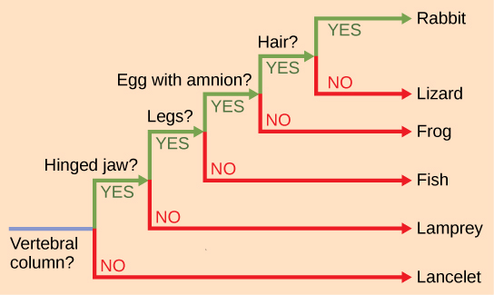 The ladder-like phylogenetic tree starts with a trunk at the left. A question next to the trunk asks whether a vertebral column is present. If the answer is no, a branch leads downward to lancelet. If the answer is yes, a branch leads upward to another question, is a hinged jaw present? If the answer is no, a branch leads downward to lampreys.
