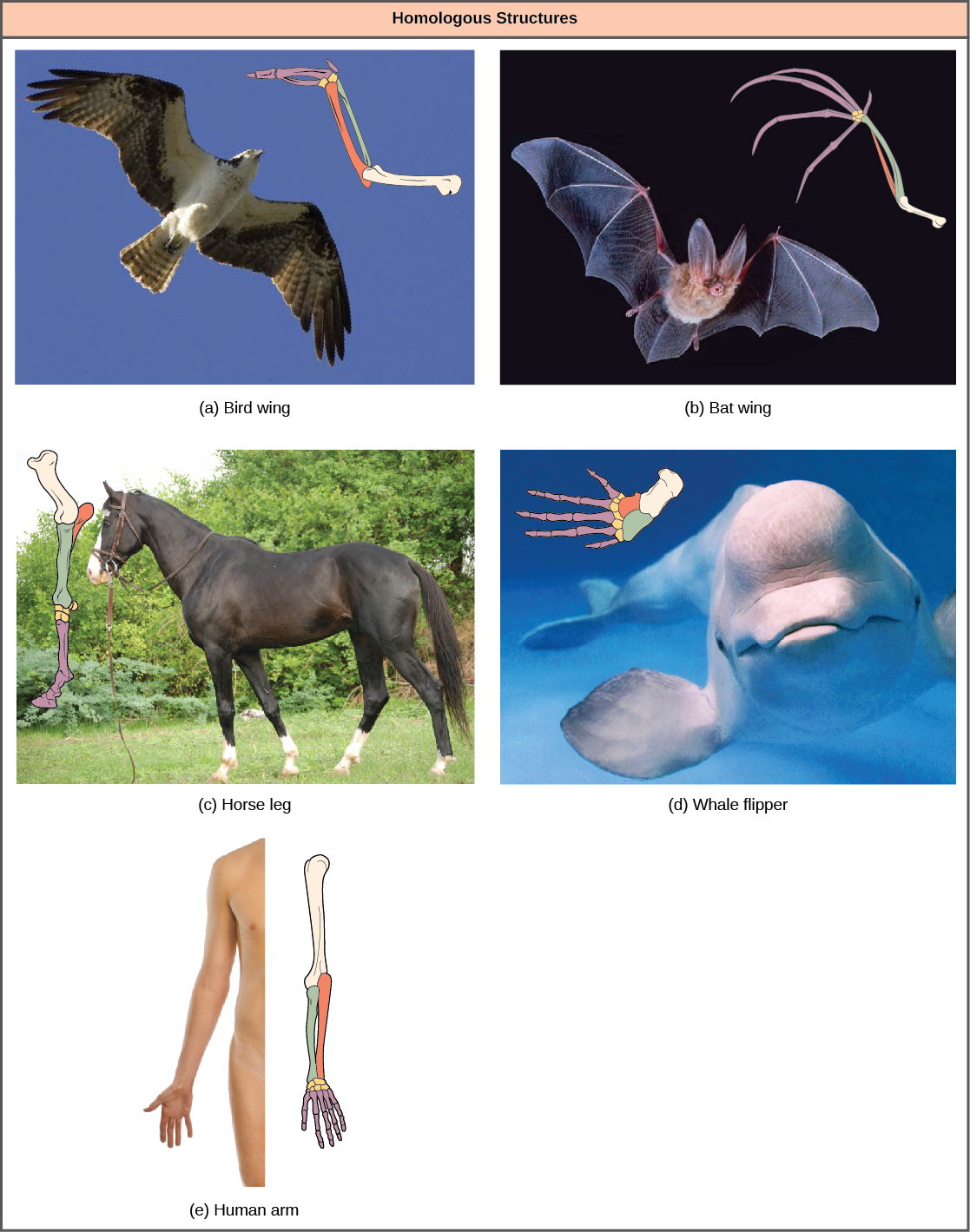 La foto A muestra un ave en vuelo, con un dibujo correspondiente de huesos de alas de pájaro. La foto B muestra un murciélago en vuelo con un dibujo correspondiente de huesos de ala de murciélago. La foto C muestra un caballo, con un dibujo correspondiente de huesos de patas delanteras. La foto D muestra una ballena beluga, con un dibujo correspondiente de huesos de aleta. La foto E muestra un brazo humano, con un dibujo correspondiente de los huesos del brazo. Todas las extremidades comparten huesos comunes, análogos a los huesos de los brazos y dedos de los humanos. Sin embargo, en el ala del murciélago, los huesos de los dedos son largos y separados y forman un andamio sobre el que se estira la membrana del ala. En el ala del pájaro, los huesos de los dedos se fusionan entre sí. En la pata de caballo, el cúbito se acorta y se fusiona al radio. Los huesos de la mano se reducen a un hueso largo y grueso y los huesos del dedo se reducen a un dedo largo y grueso con una uña o pezuña modificada. En la aleta de ballena, el húmero, el cúbito y el radio son muy cortos y gruesos.