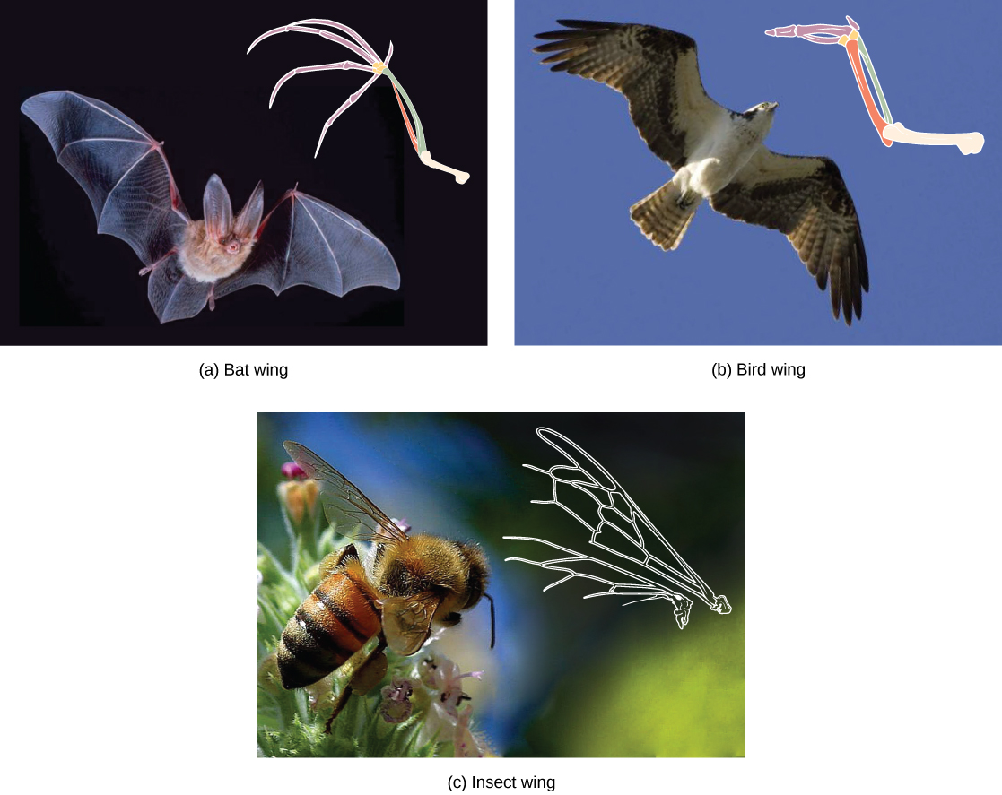  Part A shows a bat wing, part B shows a bird wing, and part C shows a bee wing. All are similar in overall shape. However, the bird wing and bat wing are both made from homologous bones that are similar in appearance. The bee wing is made of a thin, membranous material rather than bone.