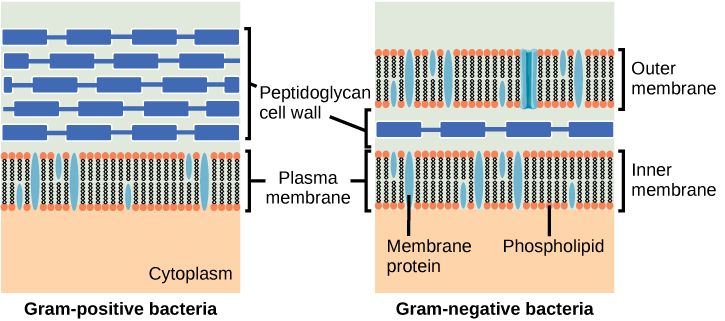 Esta ilustración compara las paredes celulares bacterianas Gram-positivas con Gram-negativas. La imagen Gram-positiva de la izquierda muestra, de abajo hacia arriba: el citoplasma, una bicapa de membrana plasmática con fosfolípidos y proteínas de membrana, y una pared celular gruesa con varias capas de peptidoglicanos. La imagen Gram-negativa de la derecha muestra, de abajo hacia arriba: el citoplasma, una bicapa de membrana plasmática con fosfolípidos y proteínas de membrana, una pared celular delgada con una capa de peptidoglicanos y una bicapa de membrana plasmática externa.