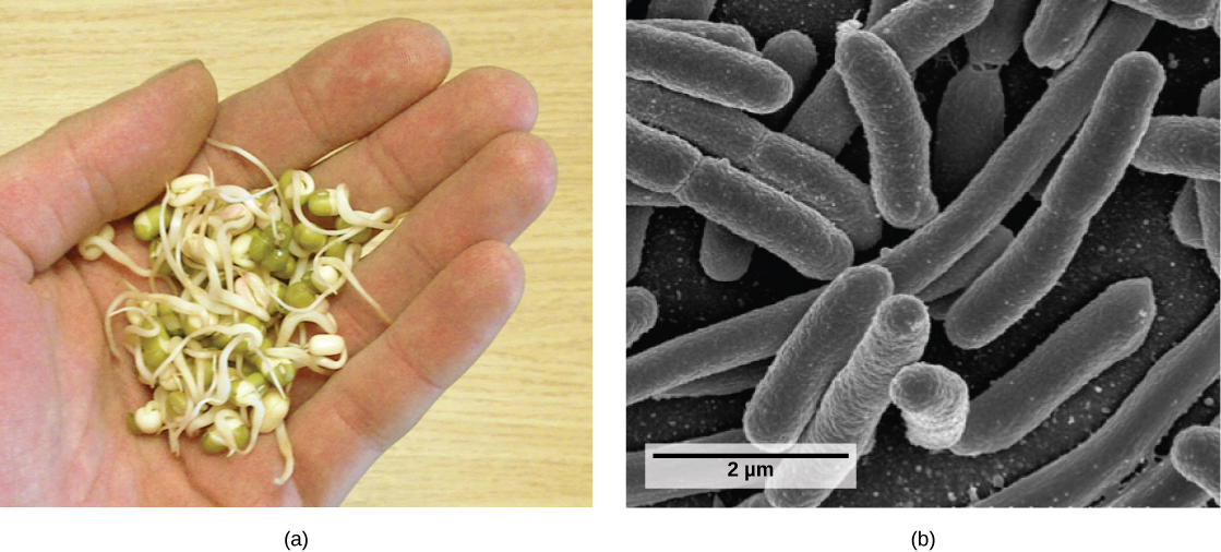 La parte a muestra semillas redondas y verdes con tallos que brotan de ellas en la palma de la mano de una persona. La parte b muestra una micrografía electrónica de barrido de bacterias en forma de varilla.