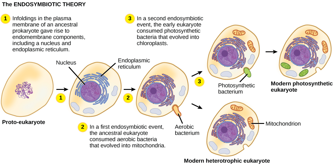 La ilustración muestra pasos que, según la teoría endosimbiótica, dieron origen a organismos eucariotas. En el paso 1, las infiltraciones en la membrana plasmática de un procariota ancestral dieron lugar a componentes endomembranos, incluyendo un núcleo y retículo endoplásmico. En el paso 2, ocurrió el primer evento endosimbiótico: El eucariota ancestral consumió bacterias aeróbicas que evolucionaron a mitocondrias. En un segundo evento endosimbiótico, el eucariota temprano consumió bacterias fotosintéticas que evolucionaron a cloroplastos.
