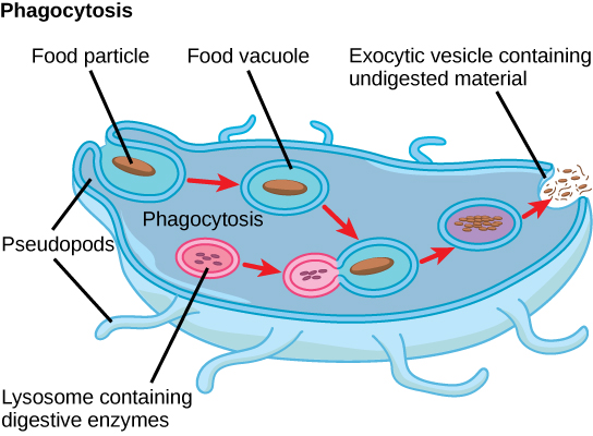 In this illustration, a eukaryotic cell is shown consuming a food particle. As the particle is consumed, it is encapsulated in a vesicle. The vesicle fuses with a lysosome, and proteins inside the lysosome digest the particle. Undigested waste material is ejected from the cell when an exocytic vesicle fuses with the plasma membrane.