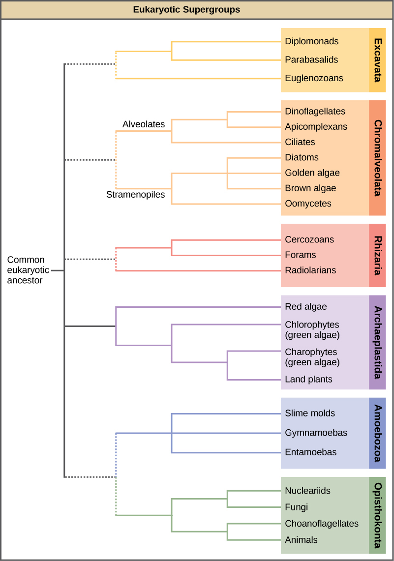 The chart shows the relationships of the eukaryotic supergroups, which all arose from a common eukaryotic ancestor. The six groups are Excavata, Chromalveolata, Rhizaria, Archaeplastida, Amoebozoa, and Opisthokonta. Excavata includes the kingdoms diplomads, parabasalids, and euglenozoans. Chromalveola includes the kingdoms dinoflagellates, apicomplexans, and ciliates, all within the alveolate lineage, and the diatoms, golden algae, brown algae, and oomyctes, all within the stramenopile lineage. Rhizaria includes cercozoans, forams, and radiolarians. Archaeplastida includes red algae and two kingdoms of green algae, chlorophytes and charophytes, and land plants. Amoebozoa includes slime molds, gymnamoebas, and entamoebas. Opisthokonta includes nucleariids, fungi, choanoflagellates, and animals.