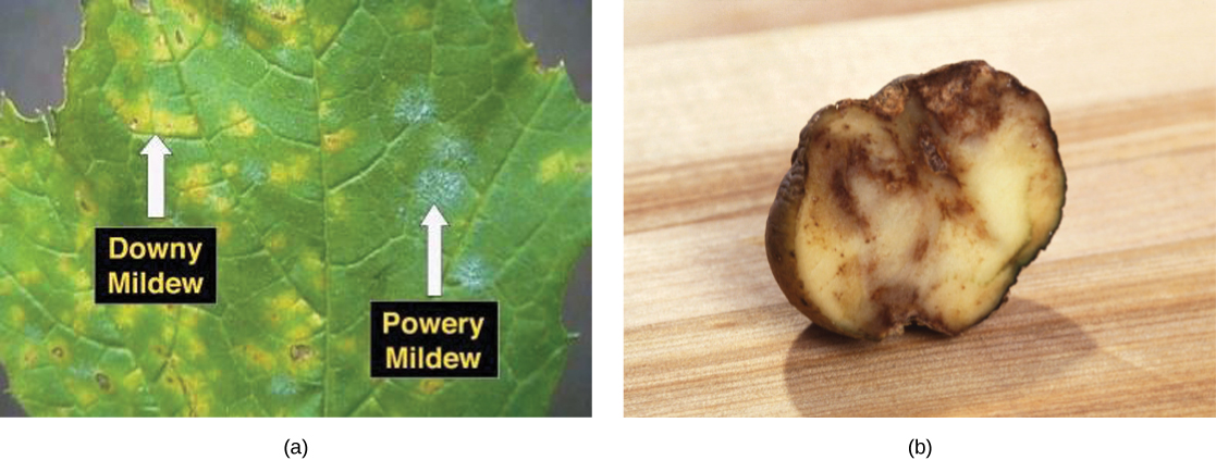 Part a shows a leaf infected with downy and powdery mildews. Where the leaf is infected with downy mildew, it is yellow instead of green. Powdery mildew appears as a white fuzz on the leaf. Part b shows a slice of potato that has browned and appears rotten.