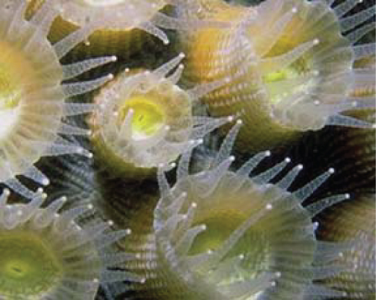 La foto submarina muestra pólipos coralinos. Los pólipos tienen forma de copa y tienen tentáculos que se extienden desde el borde de la copa.