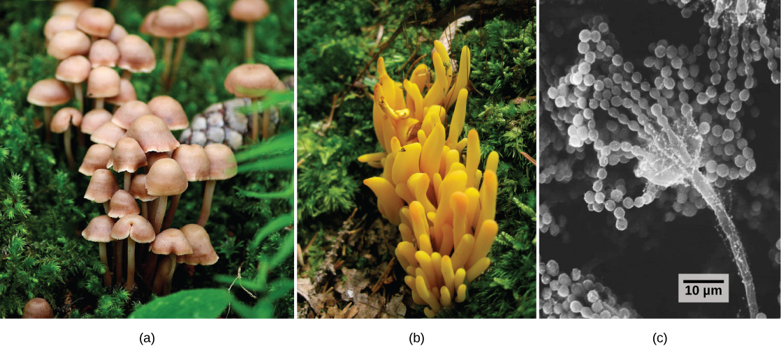 Part a shows a cluster of mushrooms with bell-like domes attached to slender stalks. Part b shows a yellowish-orange fungus that grows in a cluster and is lobe-shaped. Part c is an electron micrograph that shows a long, slender stalk that branches into long chains of spores that look like a string of beads.