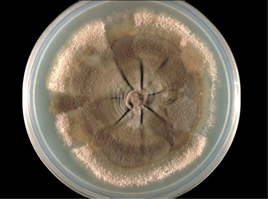 La foto muestra un hongo marrón claro, creciendo en una placa de Petri. El hongo, que mide unos 8 centímetros de diámetro, tiene la apariencia de piel redonda arrugada rodeada de residuos polvorientos. Existe una indentación similar a un cubo en el centro del hongo. Desde este buje se extienden pliegues que se asemejan a radios en una rueda.