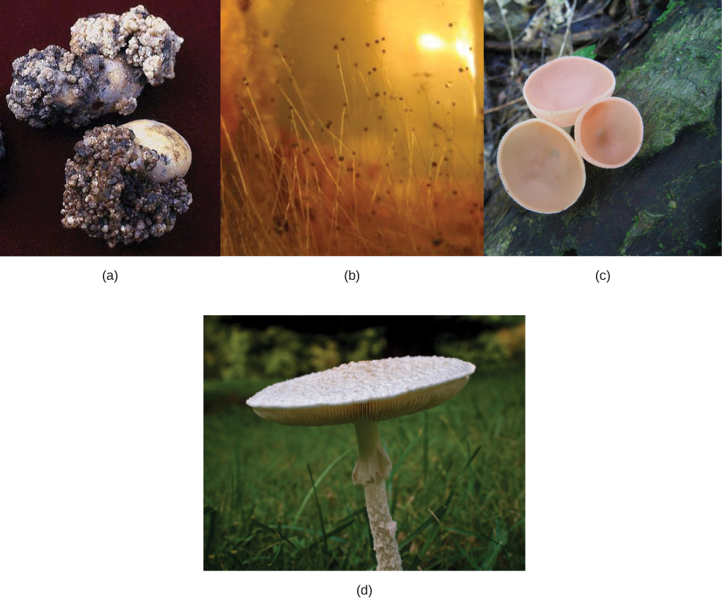 Photo a shows two potatoes with large wart-like masses growing on them. Photo b shows many tall, tiny threadlike stalks with a small brown sphere at the top of each. Photo c shows three thin, pale pink cup-shaped fungi growing on a log. Photo d shows a creamy-white mushroom with a slender frilled stalk and a wide, flat cap with gills on the bottom and light brown small bumps on top.