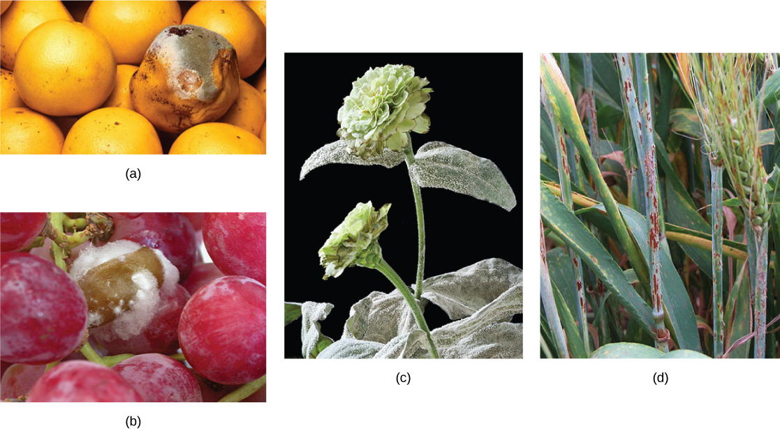 Las partes a, b, c y d muestran parásitos fúngicos en pomelo, uvas, una zinnia y una gavilla de cebada, respectivamente.