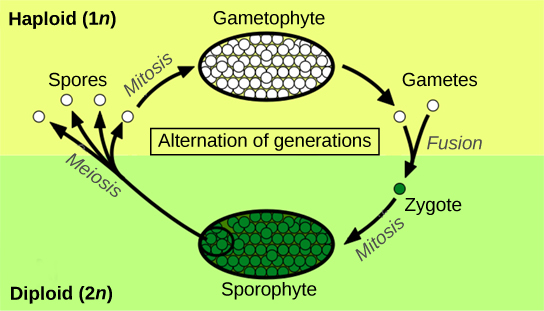 El ciclo de vida de la planta tiene etapas haploides y diploides. El ciclo comienza cuando las esporas haploides (1n) se someten a mitosis para formar un gametofito multicelular. El gametofito produce gametos, dos de los cuales se fusionan para formar un cigoto diploide. El cigoto diploide (2n) sufre mitosis para formar un esporofito multicelular. La meiosis de las células en el esporófito produce esporas 1n, completando el ciclo.