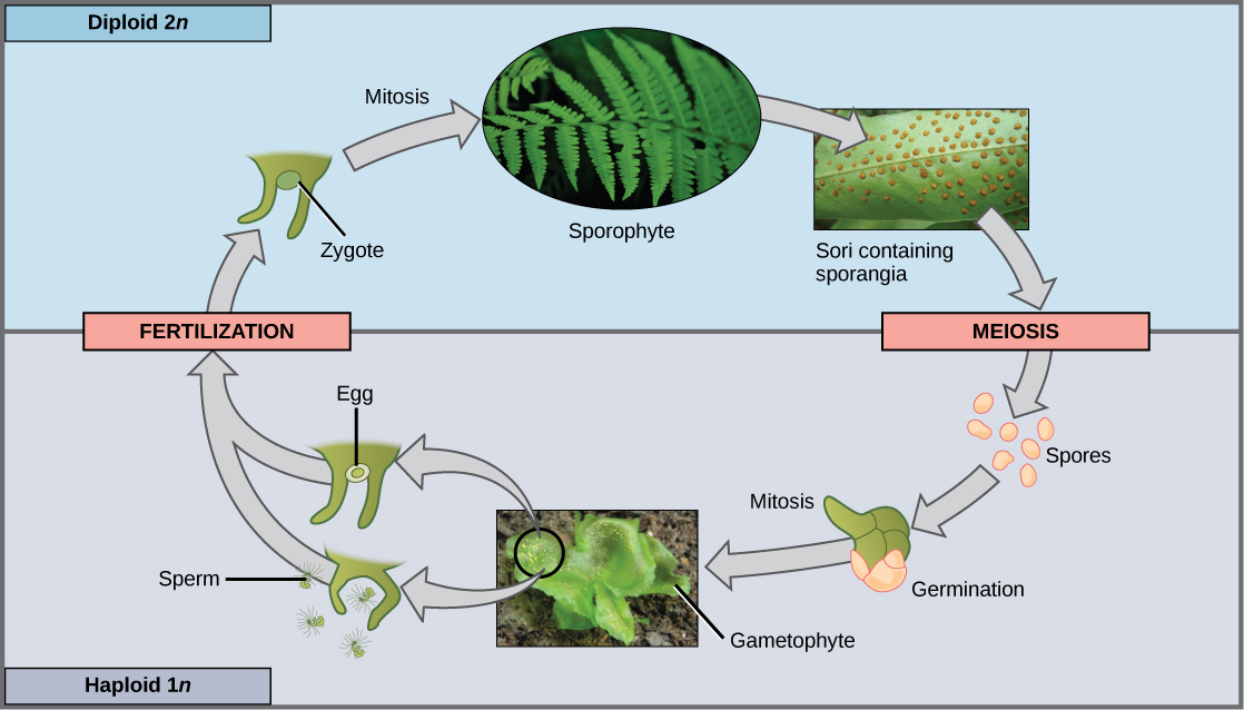  The fern life cycle begins with a diploid (2n) sporophyte, which is the fern plant. Sporangia are round bumps that occur on the bottom of the leaves. Sporangia undergo mitosis to form haploid (1n) spores. The spores germinate and grow into a green gametophyte that resembles lettuce. The gametophyte produces sperm and eggs that fuse to form a diploid (2n) zygote. The zygote undergoes mitosis to form a 2n sporophyte, ending the cycle.