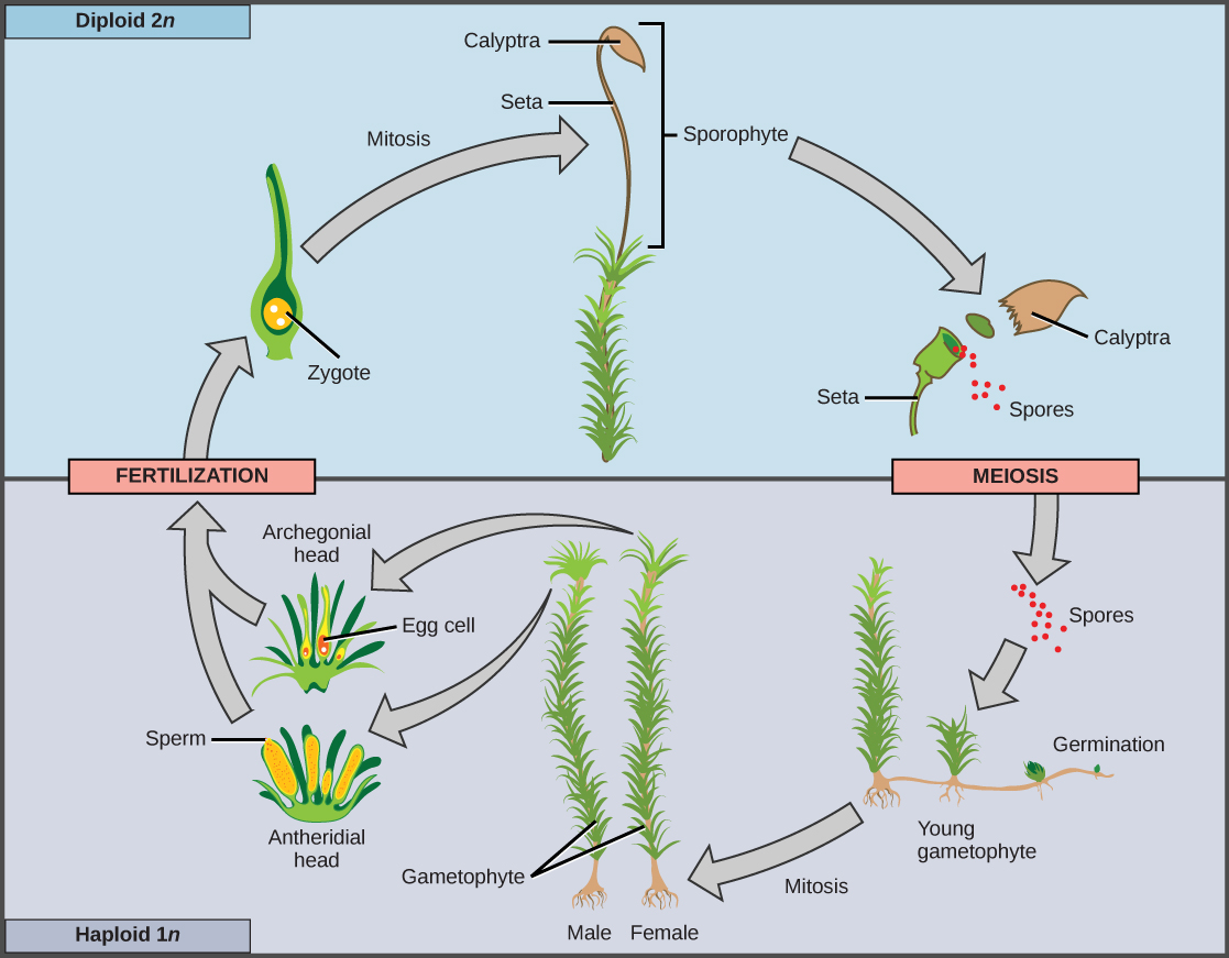 El tejido esporógeno se somete a meiosis para producir esporas haploides (1n), que germinan en gametofitos jóvenes. Los gametofitos crecen y se convierten en gametofitos masculinos o femeninos, que luego producen espermatozoides y óvulos que se fusionan para formar un cigoto diploide (2n). El cigoto sufre mitosis para formar un esporofito 2n, terminando el ciclo.