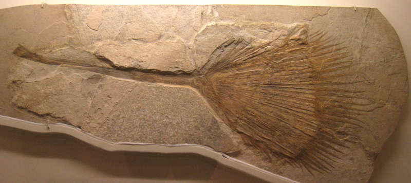 Photo shows a slab of rock: a fossil of a palm leaf. The leaf has a long narrow portion and a long fan of thin leaves at the end.