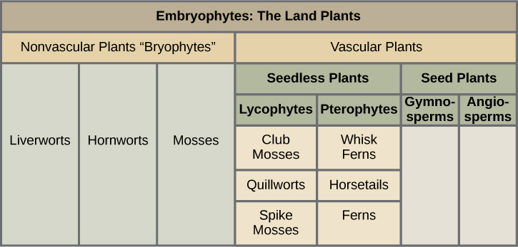 En una tabla se muestra la división de las plantas. Se dividen en dos grupos principales: vasculares y no vasculares. Las briófitas no vasculares incluyen hepáticas, hornworts y musgos. La categoría vascular tiene más subcategorías. Primero se rompe en plantas sin semillas y plantas de semillas. Las plantas sin semillas tienen dos categorías: licófitas, que incluyen musgos de palo, quillworts y musgos de espiga; y pterófitos, que incluyen helechos batidores, colas de caballo y helechos. La categoría de plantas semilleras tiene dos subpartes: gimnospermas y angiospermas.