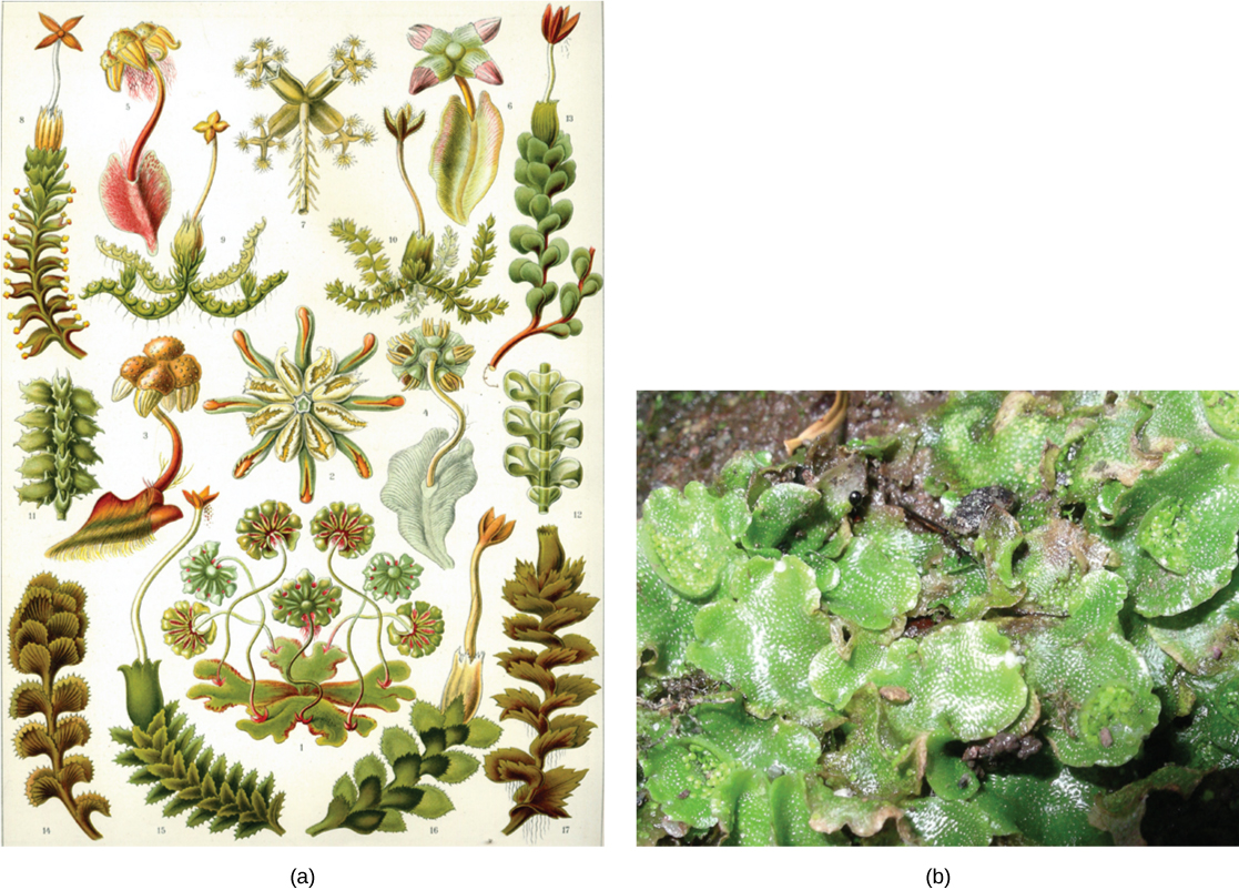 La ilustración (a) muestra una variedad de hepáticas, todas las cuales comparten una estructura ramificada y frondosa. La foto (b) muestra una hepática con hojas parecidas a lechugas.