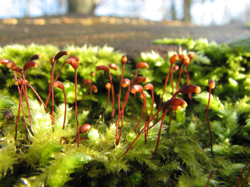 Una foto de primer plano de musgo verde emplumado con muchos esporofitos de color marrón rojizo creciendo hacia arriba. Cada esporófito tiene una punta en forma de copa.