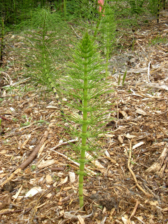  Photo shows a horsetail with a thick stem and whorls of thin stems branching from it.