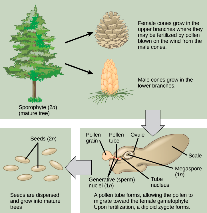 The conifer life cycle begins with a mature tree, which is called a sporophyte and is diploid (2n). The tree produces male cones in the lower branches, and female cones in the upper branches. The male cones produce pollen grains that contain two generative (sperm) nuclei and a tube nucleus. When the pollen lands on a female scale, a pollen tube grows toward the female gametophyte, which consists of an ovule containing the megaspore. Upon fertilization, a diploid zygote forms. The resulting seeds are dispersed, and grow into a mature tree, ending the cycle.