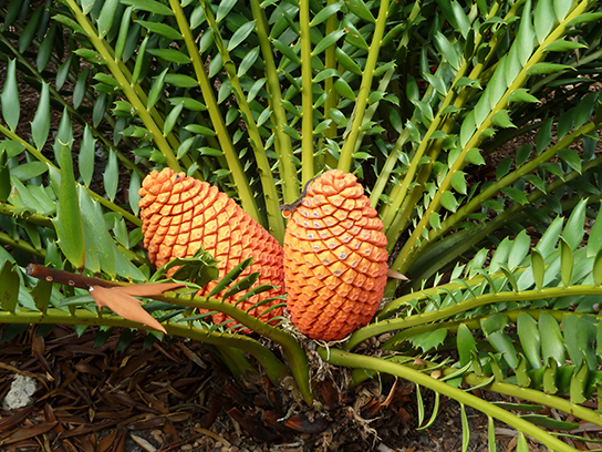 La foto muestra un cícad con hojas que se asemejan a las de una palmera. Las hojas compuestas irradian desde un tronco central. Dos grandes conos naranjas están en el centro.