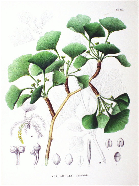La ilustración muestra las hojas verdes en forma de abanico del Ginkgo biloba.