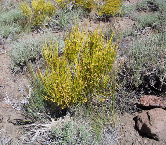 La foto muestra el té mormón, una planta corta y matorral con ramas amarillas que irradian desde un haz central.