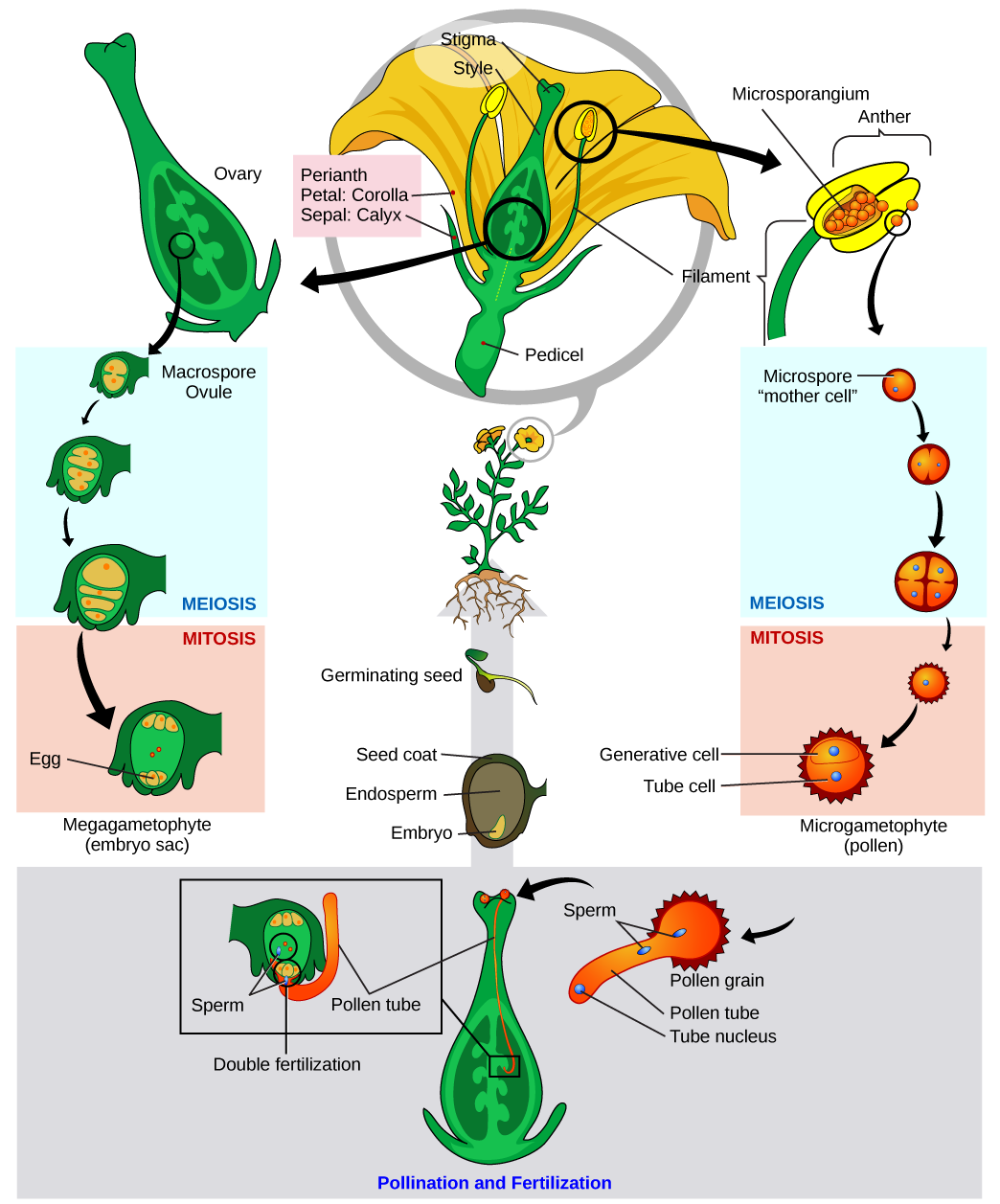 La ilustración muestra un tulipán en sección transversal en la parte superior de una serie circular de imágenes en sentido horario. Un agrandamiento de la antera muestra microsporangio en su interior. Una microespora (la “célula madre”) experimenta meiosis a la etapa de cuatro células. La célula madre se somete entonces a mitosis para convertirse en un microgametofito, o grano de polen. En sentido antihorario desde la sección transversal de la flor, se muestra un ovario con varios óvulos de macrosporas en su interior. Uno se muestra desarrollándose en el saco embrionario a través de meiosis y luego mitosis. En la parte inferior de la ilustración, el grano de polen aterriza sobre el estigma de una flor, y un tubo de polen crece desde el grano de polen hasta el interior del estilo hasta el ovario. El tubo de polen contiene un núcleo de tubo de polen y dos espermatozoides. Los espermatozoides fertilizan el óvulo y los núcleos polares dentro del saco embrionario (doble fertilización).