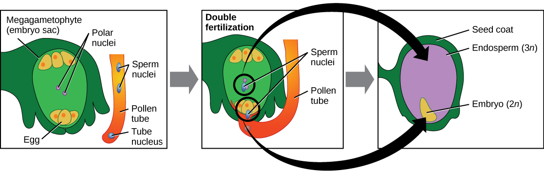 La ilustración muestra tres paneles. El primero tiene un megagametófito (saco embrionario) con un óvulo en el fondo y 2 núcleos polares en el medio del saco. Un tubo de polen que contiene un núcleo tubular y 2 núcleos espermáticos se encuentra al lado del saco embrionario. El segundo panel muestra el tubo de polen penetrando en el saco embrionario y liberando los 2 núcleos espermáticos en el saco. Un núcleo espermático fertiliza los 2 núcleos polares y un espermatozoide fertiliza el óvulo. El núcleo del tubo degenera. El tercer panel muestra el embrión de 2 n desarrollado a partir del óvulo fertilizado, y el endospermo de 3 n desarrollado a partir de la fertilización de los 2 núcleos polares. La cubierta de la semilla se ha desarrollado a partir del tejido que rodea el saco embrionario.