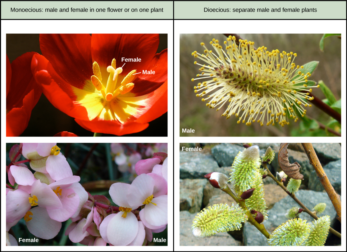 Table with 2 columns. Column on the left has monoecious flowers, column on the right has dioecious flowers. The monoecious flowers are a tulip with male and female structures in one flower, and a begonia plant with male and female flowers on one plant. The dioecious flowers are from 2 separate pussy willow plants, one male and one female.