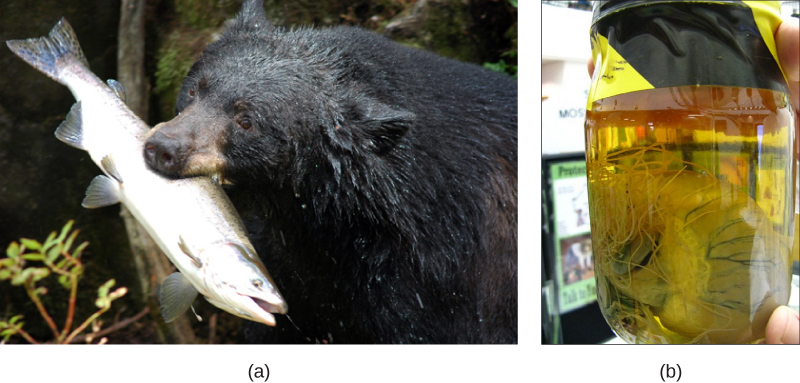 La parte a muestra un oso con un pez grande en la boca. La parte b muestra un corazón en un frasco. Largos gusanos filiformes se extienden desde el corazón.