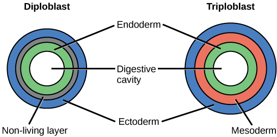 La ilustración izquierda muestra las dos capas germinales embrionarias de un diploblasto. La capa interna es el endodermo, y la capa externa es el ectodermo. Intercalada entre el endodermo y el ectodermo hay una capa no viva. La ilustración derecha muestra las tres capas germinales embrionarias de un triploblasto. Al igual que el diploblasto, el triploblasto tiene un endodermo interno y un ectodermo externo. Intercalado entre estas dos capas se encuentra un mesodermo vivo.