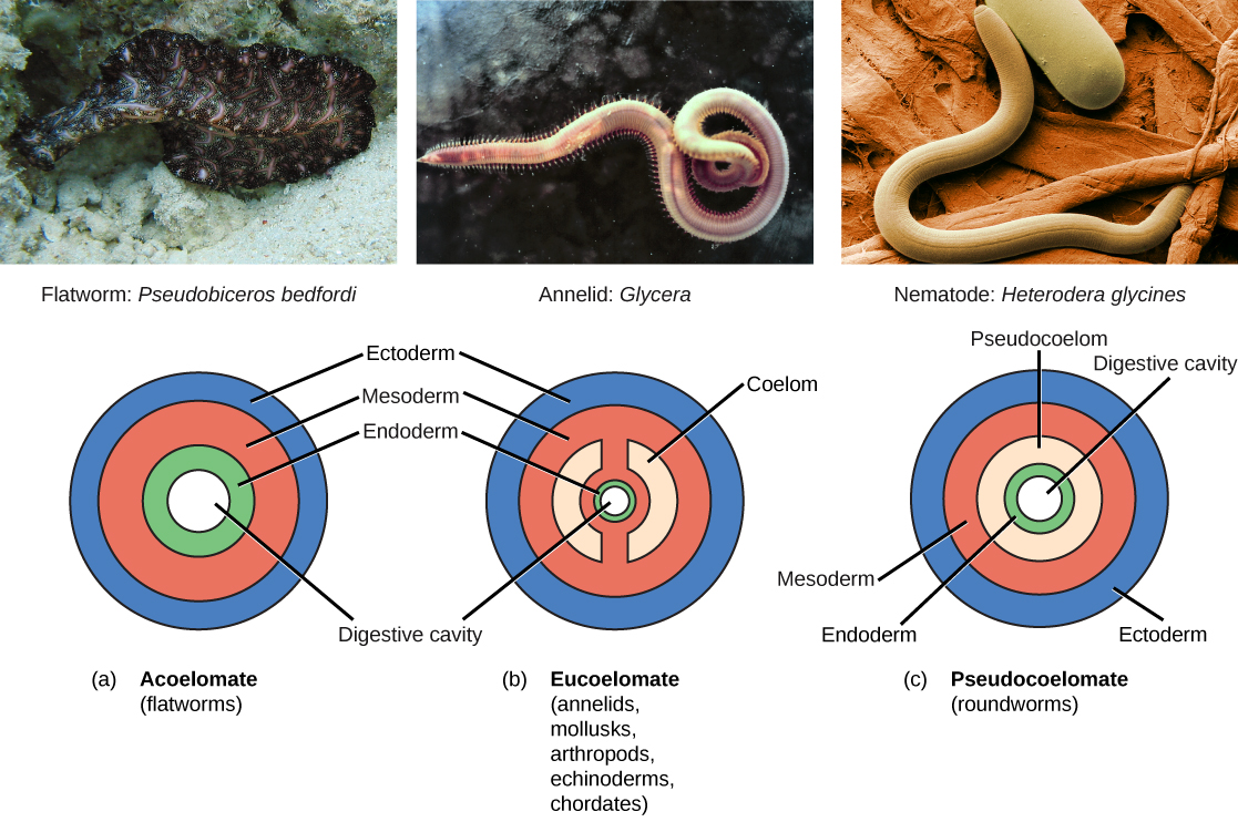 La parte a muestra el plano corporal de los acoelomas, incluidos los gusanos planos. Los acoelomas tienen una cavidad digestiva central. Fuera de esta cavidad digestiva hay tres capas de tejido: un endodermo interno, un mesodermo central y un ectodermo externo. En la foto se muestra un gusano plano nadador, que tiene la apariencia de una cinta negra y rosa con volante. La parte b muestra el plan corporal de los eucoelomas, que incluyen anélidos, moluscos, artrópodos, equinodermos y cordados. Los eucoelomas tienen las mismas capas de tejido que los acoelomas, pero dentro del mesodermo existe una cavidad llamada celoma. El celoma se divide en dos partes simétricas que están separadas por dos radios de mesodermo. En la foto se muestra un anélido nadador conocido como gusano de la sangre. El gusano de la sangre tiene un cuerpo tubular que se estrecha en cada extremo. Numerosos apéndices irradian desde ambos lados. La parte c muestra el plano corporal de los pseudocoelomas, que incluyen lombrices intestinales. Al igual que los acoelomas y eucoelomas, los pseudocoelomas tienen un endodermo, un mesodermo y un ectodermo. Sin embargo, en los pseudocoelomas, un pseudoceloma separa el endodermo del mesodermo. La foto muestra una lombriz, o nematodo, que tiene un cuerpo tubular.