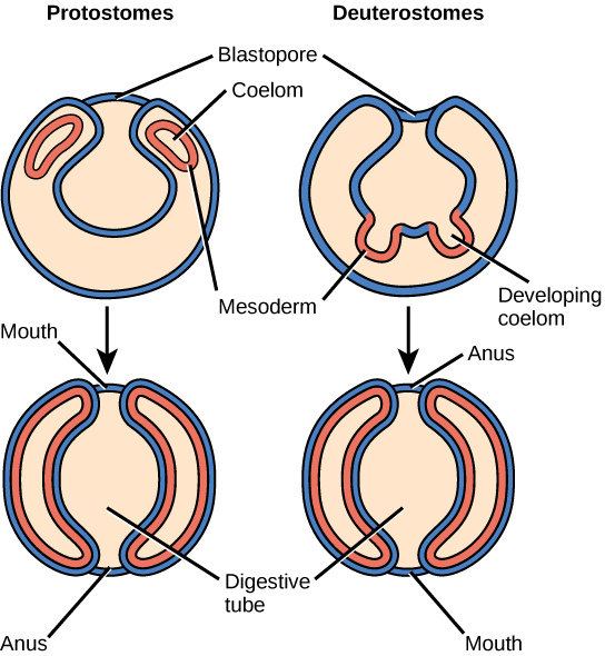 La ilustración compara el desarrollo de protostomas y deuterostomas. Tanto en protostomos como en deuterostomas, la gastrula, que se asemeja a una bola hueca de células, contiene una indentación llamada blastoporo. En los protostomas, se forman dos capas circulares de mesodermo dentro de la gastrula, conteniendo el celoma. A medida que se desarrolla el protostomo, el mesodermo crece y se fusiona con la capa celular de gastrula. El blastoporo se convierte en la boca, y se forma una segunda abertura opuesta a la boca, que se convierte en el ano. En los deuterostomas, dos grupos de células de gastrula en el blastoporo crecen hacia adentro para formar el mesodermo. A medida que se desarrolla el deuterostoma, el mesodermo se pellizca y se fusiona, formando una segunda cavidad corporal. El plano corporal del deuterostoma en esta etapa se ve muy similar al del protostoma, pero el blastoporo se convierte en el ano, y la segunda abertura se convierte en la boca.