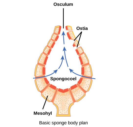 Image of a cross-section of a sponge, which is vase-shaped. The central cavity is called the spongocoel. The body is filled with a gel-like substance called mesohyl. Pores within the body, called ostia, allow water to enter the spongocoel. Water exits through a top opening called an osculum.