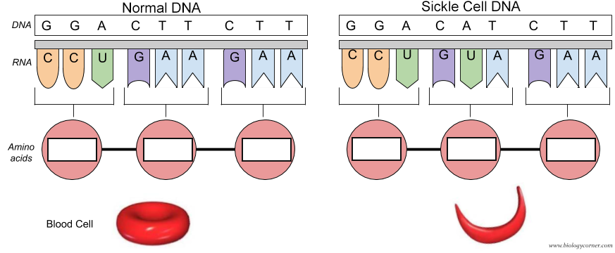 Diagram comparing normal and sickle cell DNA sequences, with illustrations of a normal red blood cell and a sickle-shaped cell.