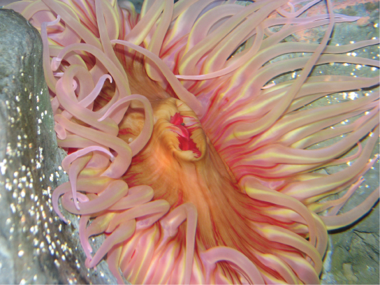 A photo of a sea anemone with a pink, oval body surrounded by thick, waving tentacles.