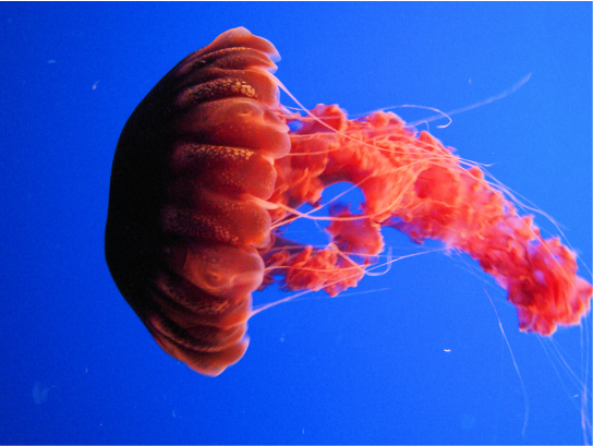 Una foto de una medusa de color rojo brillante con un cuerpo en forma de cúpula. Los tentáculos largos se desplazan desde el borde inferior de la cúpula, y los apéndices en forma de cinta se arrastran desde la mitad del cuerpo.