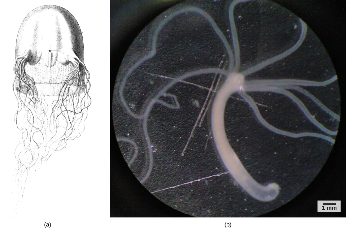 La parte A muestra una ilustración de una medusa de caja de gorila Chirodropus. Tiene una cúpula alta y cuadrada con cuatro pedales, racimos de tentáculos colgando y una delicada falda en su interior. La parte b es una foto de microscopía óptica de una hidra, que es un tallo tubular largo con ocho tentáculos largos, delgados y dispuestos radialmente en un extremo.