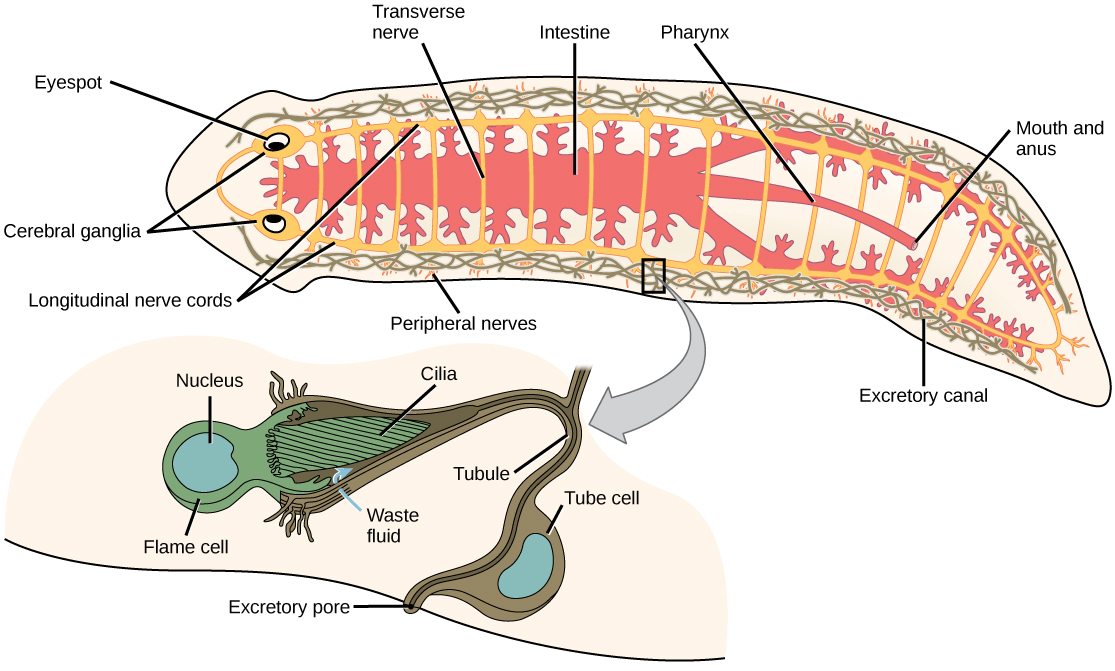 La ilustración muestra los sistemas digestivo, nervioso y excretor en una Planaria plana, parecida a un gusano. El sistema digestivo comienza en la abertura de la boca ventral en el medio del animal, y luego se extiende hasta la cabeza y la cola con muchas ramas laterales. El sistema nervioso tiene dos ganglios cerebrales en los ojos de la cabeza, y dos cordones nerviosos longitudinales con conexiones transversales a lo largo del cuerpo a la cola. El sistema excretor está dispuesto en dos estructuras largas en forma de malla a cada lado del cuerpo. Una ampliación muestra una celda de llama detallada, que tiene un haz de cilios en un extremo. Los cilios se extienden hacia abajo en un tubo excretor, que tiene hendiduras cerca de los cilios para permitir que el líquido residual ingrese al tubo excretor y salga del animal por el poro excretor.