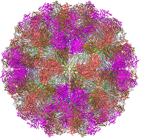 3D molecular structure of a virus, featuring intertwining strands in purple, pink, and green against a white background.