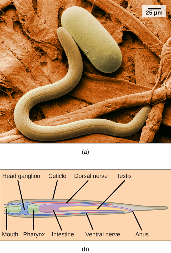 Photo a shows a scanning electron micrograph of a nematode. Figure b is a diagram of the anatomy of the nematode. The digestive system begins with a mouth at one end, then the pharynx, intestine, and anus toward the other end. A dorsal nerve runs along the top of the animal and joins a ring-like head ganglion at the front end. There is a long testis located centrally, and a cuticle covers the body.
