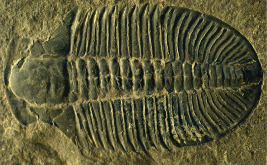 El trilobite fosilizado se asemeja a una huella, con un extremo frontal redondeado y crestas que se extienden a través del cuerpo.