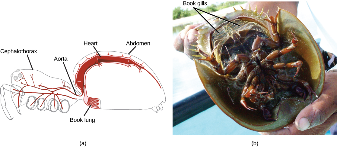 Part a is a diagram of a spider, showing an outline of the body, with the heart and lung inside. The book lung looks like a book with many pages and is located just anterior to a spiracle in the ventral abdomen. The heart is a long tube located in the dorsal portion of the abdomen. Part b is a photo of the underside of a horseshoe crab. The book gills are five pairs of plates near the tail.