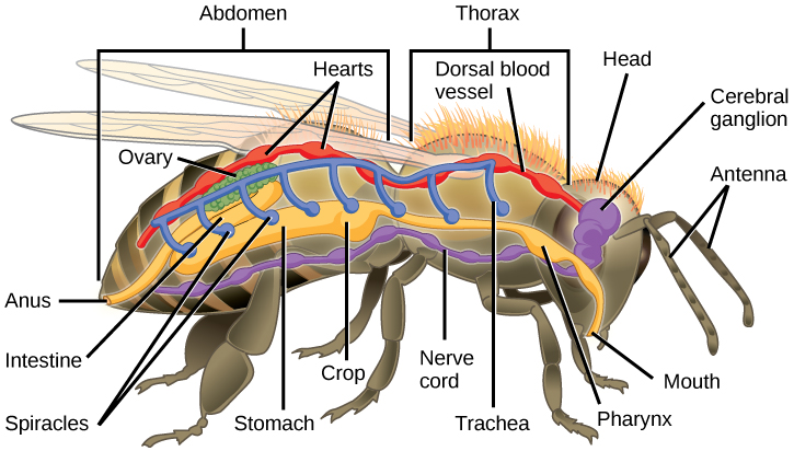 La ilustración muestra la anatomía de una abeja. El sistema digestivo consiste en una boca, faringe, estómago, intestino y ano. El sistema respiratorio consiste en espiráculos, o aberturas, a lo largo del costado del cuerpo de la abeja que se conectan a tubos que corren hacia arriba y unen un tubo dorsal más grande que conecta todos los espiráculos entre sí. El sistema circulatorio consiste en un vaso sanguíneo dorsal que tiene múltiples corazones a lo largo de su longitud. El sistema nervioso consiste en un ganglio cerebral en la cabeza que se conecta a un cordón nervioso ventral.