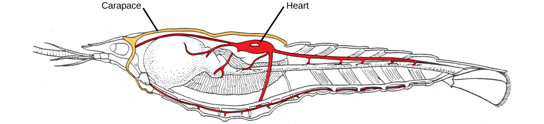 Una ilustración de una sección transversal medio-sagital de un cangrejo de río muestra el caparazón alrededor del cefalórax y el corazón en la zona del tórax dorsal.