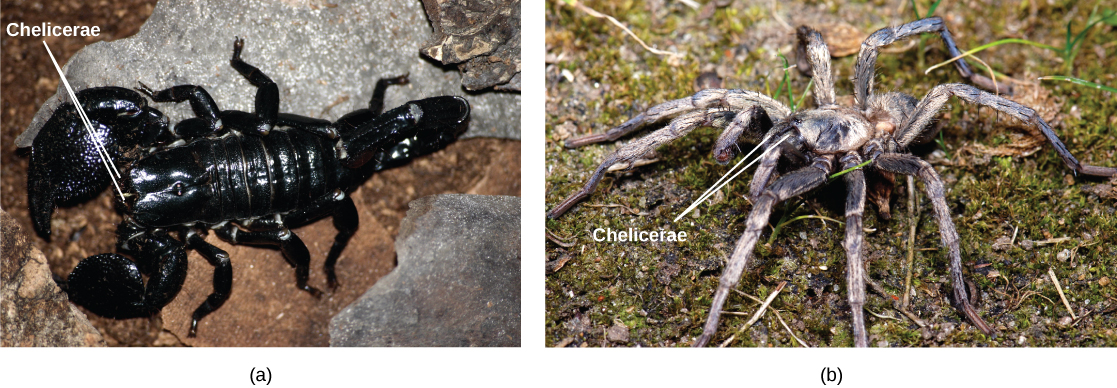 La foto a muestra un escorpión negro, brillante. La foto b muestra una araña de cuerpo grueso y peludo y ocho patas largas.