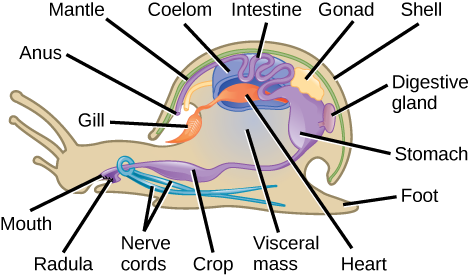 La ilustración muestra una sección transversal de un caracol. El cuerpo del caracol se llama masa visceral. La boca conduce al estómago y los intestinos, que se encuentran dorsalmente en la masa visceral, y luego al ano, que se abre hacia la cavidad dentro del manto en la parte frontal del caparazón. Una glándula digestiva se conecta con el estómago. Dos cordones nerviosos se envuelven alrededor del esófago y se extienden hacia atrás a lo largo del fondo del animal. El corazón se encuentra cerca del estómago, y está conectado a la branquial en la cavidad del manto frontal. El celoma está cerca del corazón y de las agallas. La masa visceral está rodeada por un manto. Una concha cubre el manto.