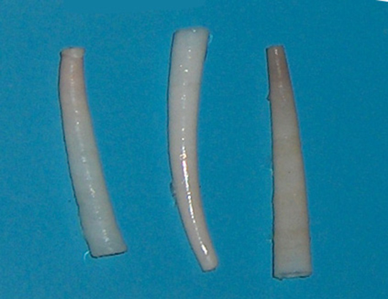 La foto muestra conchas con forma de dientes.