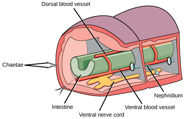 La ilustración muestra una sección transversal de un anélido. El cuerpo se divide en compartimentos segmentados. Un intestino en forma de U atraviesa la mitad de los compartimentos, y dos cordones nerviosos ventrales corren a lo largo del fondo. En cada segmento, las cuerdas nerviosas están conectadas entre sí. Un vaso sanguíneo dorsal se asienta en la parte superior del intestino, y un vaso sanguíneo ventral descansa debajo de él. Otros vasos conectan los vasos dorsal y ventral entre sí. El nefridio está conectado a la barrera que separa los compartimentos y consiste en una larga bobina conectada a una campana en forma de trompeta.